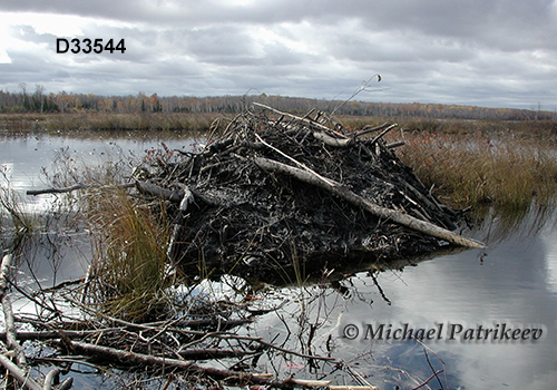 North American Beaver (Castor canadensis), lodge